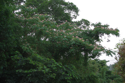 f:id:irajiomura:20100705181443j:image f:id:irajiomura:20100705181443j:image