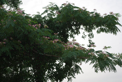 f:id:irajiomura:20100705181513j:image f:id:irajiomura:20100705181513j:image
