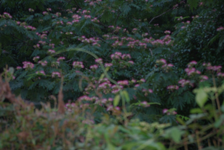 f:id:irajiomura:20100705181549j:image f:id:irajiomura:20100705181549j:image