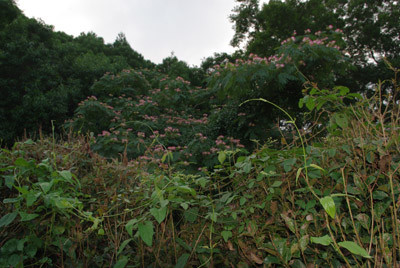 f:id:irajiomura:20100705181605j:image f:id:irajiomura:20100705181605j:image