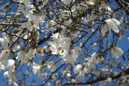 f:id:irajiomura:20110318135423j:image f:id:irajiomura:20110318135423j:image
