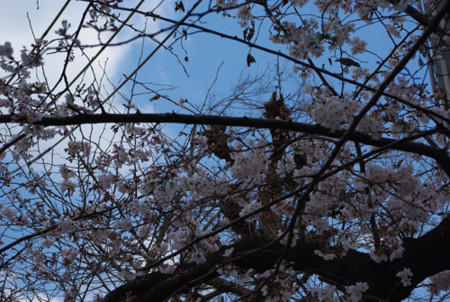 f:id:irajiomura:20110326132704j:image