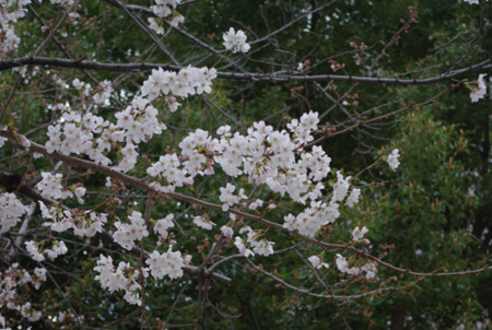 f:id:irajiomura:20110326132731j:image