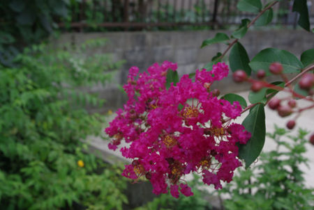 f:id:irajiomura:20110717134823j:image