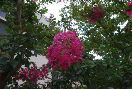 f:id:irajiomura:20110717135146j:image