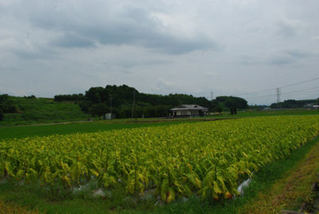 f:id:irajiomura:20110728114514j:image