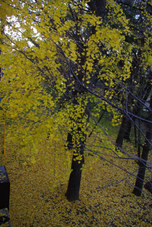 f:id:irajiomura:20111207134709j:image