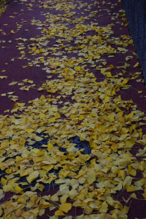 f:id:irajiomura:20111207134835j:image