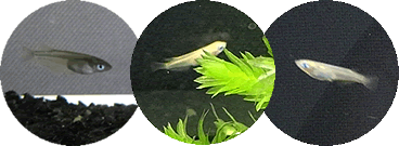 f:id:ird:20180821160614g:plain f:id:ird:20180821160614g:plain