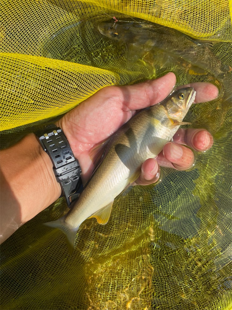 f:id:iregakari:20230722203425j:image f:id:iregakari:20230722203425j:image