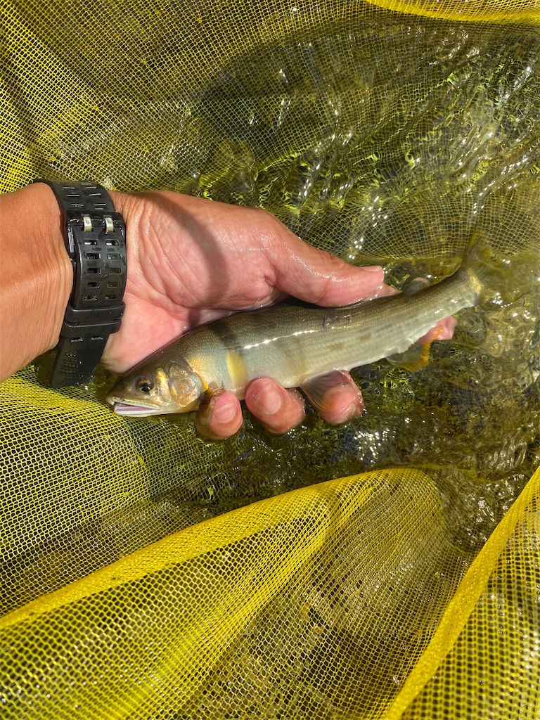 f:id:iregakari:20230722203458j:image f:id:iregakari:20230722203458j:image