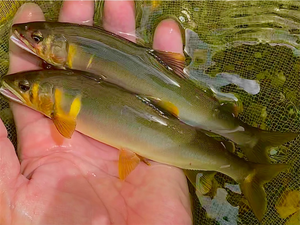 f:id:iregakari:20230930200602j:image f:id:iregakari:20230930200602j:image