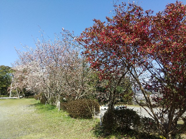 f:id:irie8428yumiko:20200323102521j:image