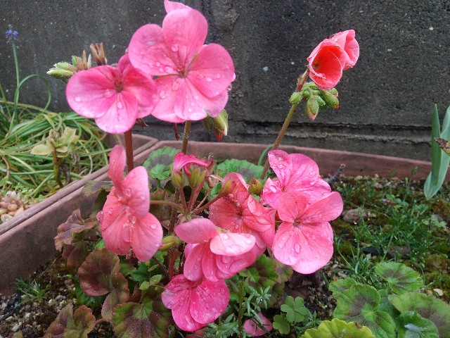 f:id:irie8428yumiko:20200327142755j:image