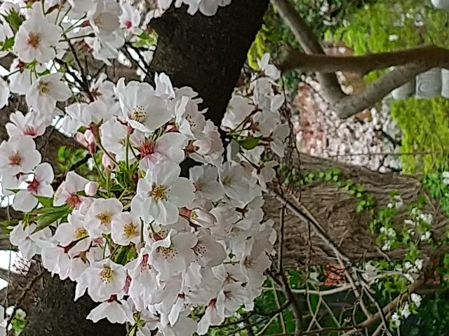 f:id:irie8428yumiko:20200401134908j:image
