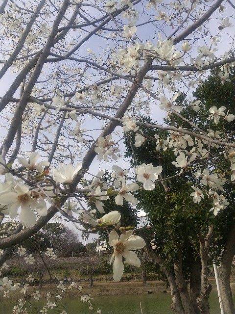 f:id:irie8428yumiko:20210317105357j:image
