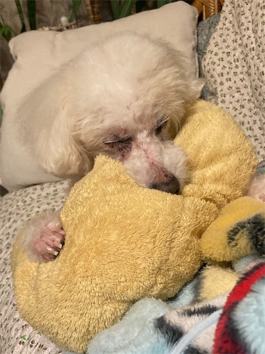 f:id:iriekotoko:20230717073424j:image f:id:iriekotoko:20230717073424j:image