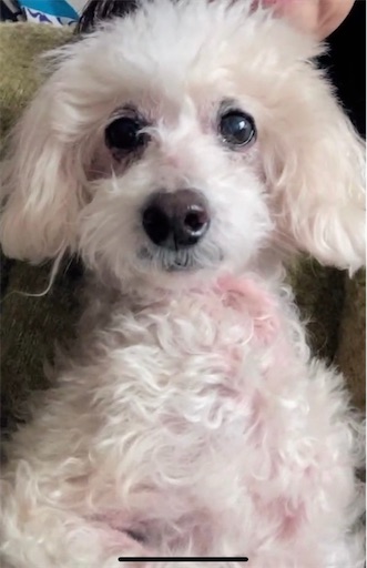 f:id:iriekotoko:20240214195809j:image f:id:iriekotoko:20240214195809j:image