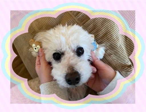 f:id:iriekotoko:20240320152446j:image f:id:iriekotoko:20240320152446j:image