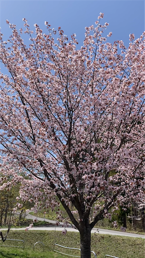 f:id:iriekotoko:20260421034755p:image f:id:iriekotoko:20260421034755p:image