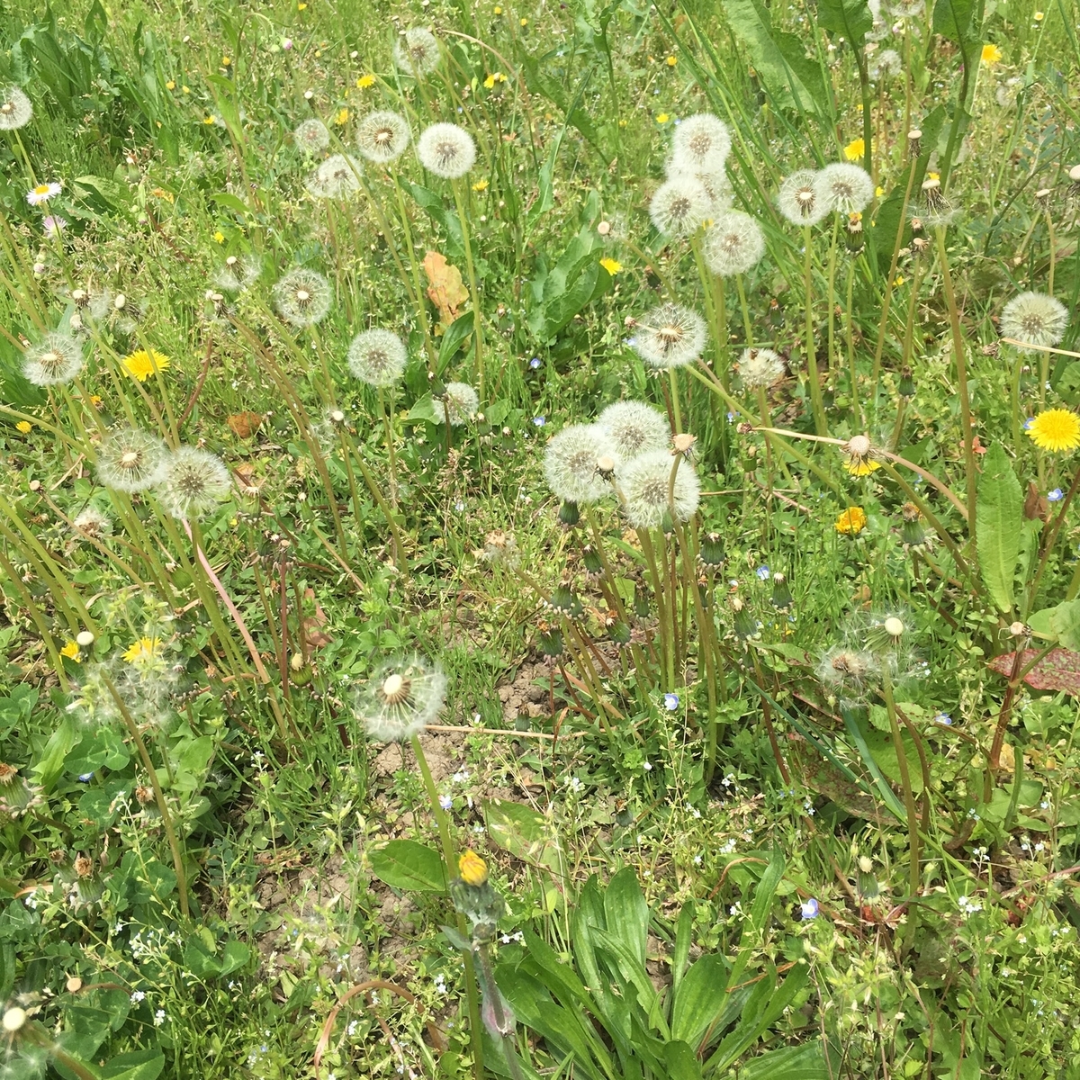 f:id:irip:20190428093314j:plain f:id:irip:20190428093314j:plain
