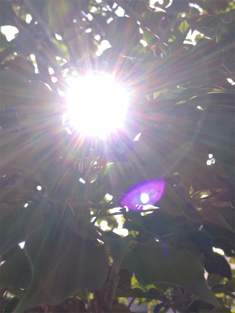 f:id:iris-crystal:20170819135821j:image f:id:iris-crystal:20170819135821j:image