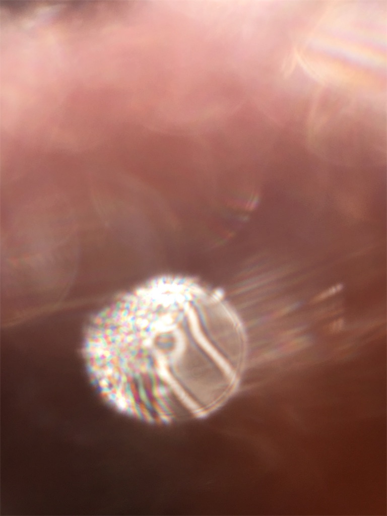 f:id:iris-crystal:20170819144649j:image f:id:iris-crystal:20170819144649j:image