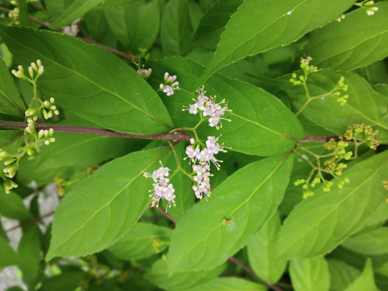 f:id:irishgreentea:20120926213938j:image:w640 f:id:irishgreentea:20120926213938j:image:w640