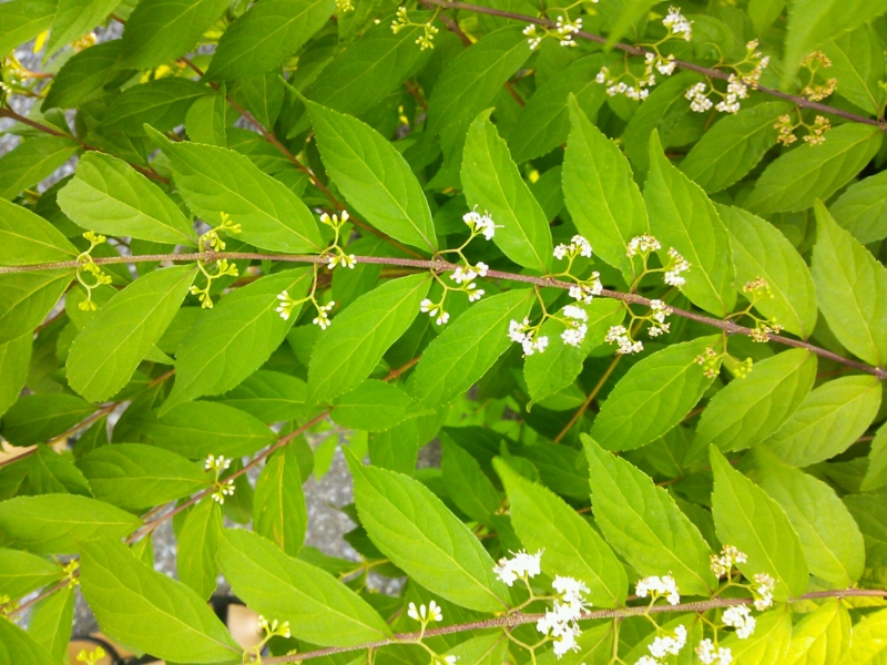 f:id:irishgreentea:20120926235236j:image:w640 f:id:irishgreentea:20120926235236j:image:w640