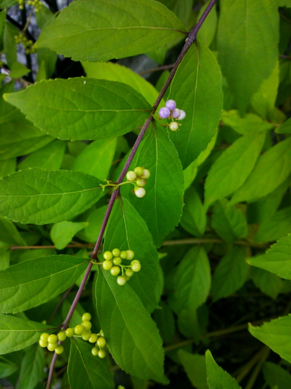 f:id:irishgreentea:20120926235706j:image:w640 f:id:irishgreentea:20120926235706j:image:w640