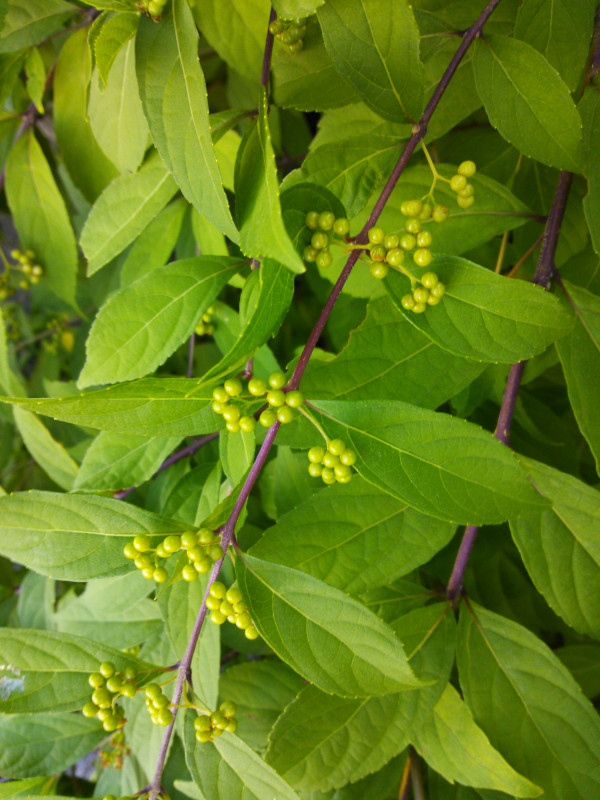 f:id:irishgreentea:20120927000158j:image:w640 f:id:irishgreentea:20120927000158j:image:w640