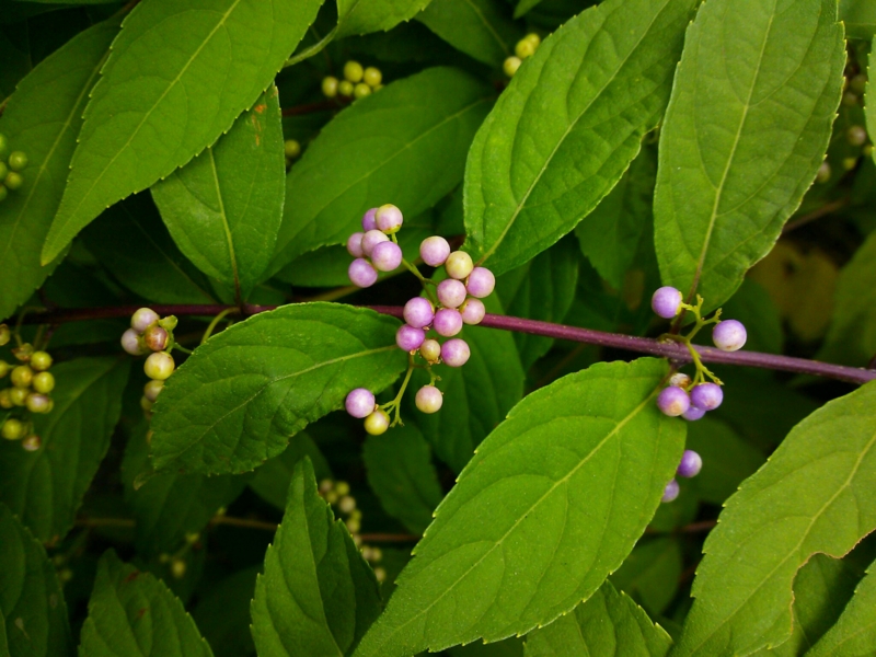 f:id:irishgreentea:20120927000531j:image:w640 f:id:irishgreentea:20120927000531j:image:w640