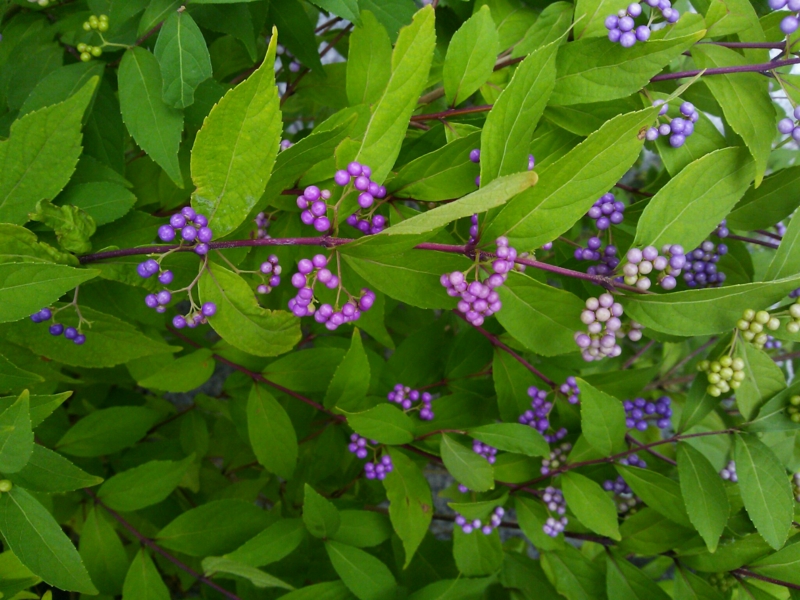 f:id:irishgreentea:20120927231710j:image:w640 f:id:irishgreentea:20120927231710j:image:w640