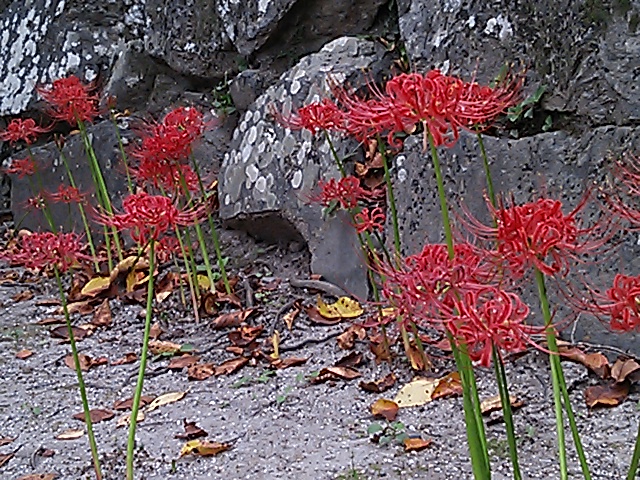 f:id:irishgreentea:20120929140305j:image f:id:irishgreentea:20120929140305j:image