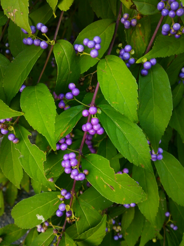 f:id:irishgreentea:20121012080434j:image:w640 f:id:irishgreentea:20121012080434j:image:w640