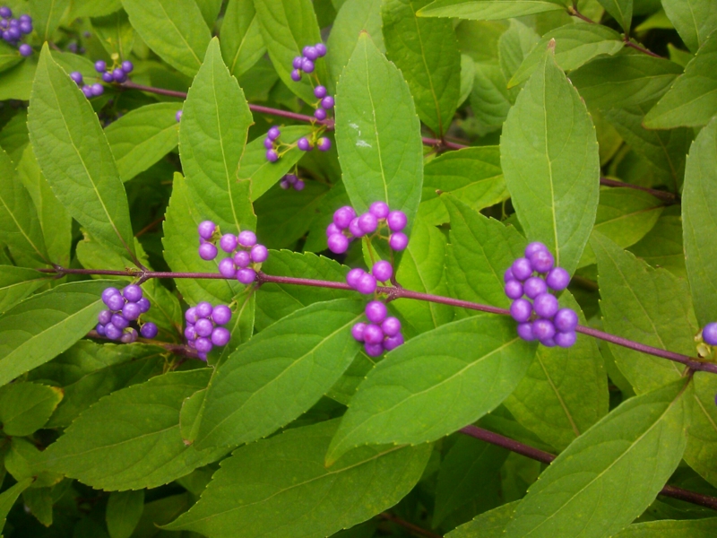 f:id:irishgreentea:20121012081012j:image:w640 f:id:irishgreentea:20121012081012j:image:w640