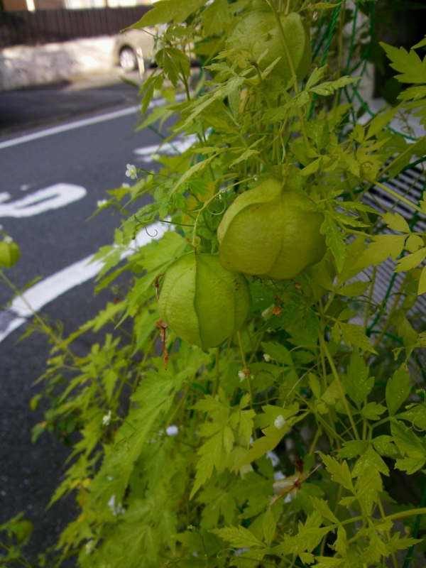 f:id:irishgreentea:20121012081110j:image:w640 f:id:irishgreentea:20121012081110j:image:w640