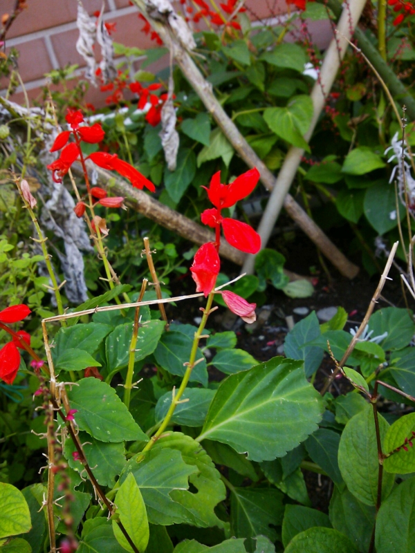 f:id:irishgreentea:20121012081140j:image:w640 f:id:irishgreentea:20121012081140j:image:w640