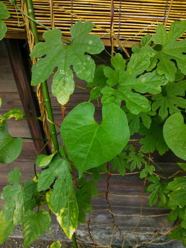 f:id:irishgreentea:20121012081307j:image:w640 f:id:irishgreentea:20121012081307j:image:w640