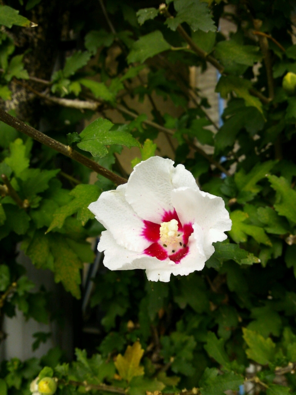f:id:irishgreentea:20121012081416j:image:w640 f:id:irishgreentea:20121012081416j:image:w640