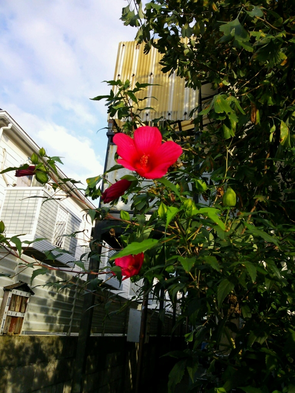 f:id:irishgreentea:20121012081444j:image:w640 f:id:irishgreentea:20121012081444j:image:w640