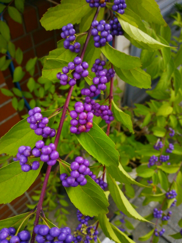 f:id:irishgreentea:20121013002110j:image:w640 f:id:irishgreentea:20121013002110j:image:w640