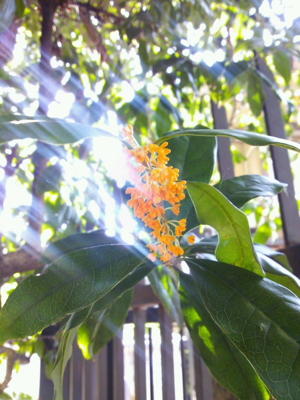 f:id:irishgreentea:20121017000540j:image:w640 f:id:irishgreentea:20121017000540j:image:w640