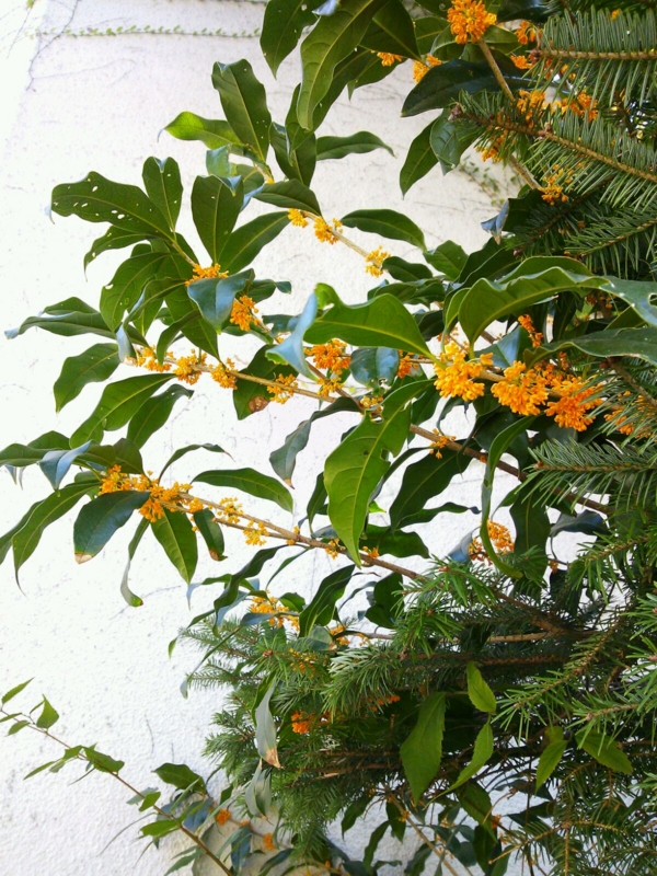 f:id:irishgreentea:20121017000617j:image:w640 f:id:irishgreentea:20121017000617j:image:w640