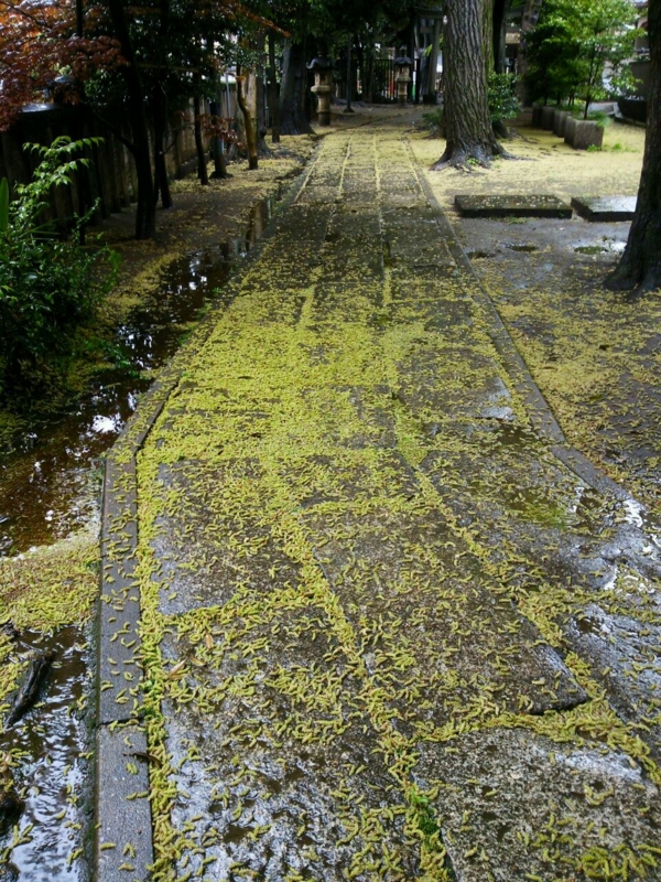 f:id:irishgreentea:20121017004823j:image:w640 f:id:irishgreentea:20121017004823j:image:w640