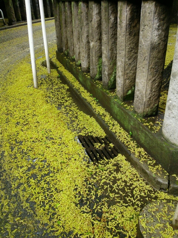 f:id:irishgreentea:20121017004853j:image:w640 f:id:irishgreentea:20121017004853j:image:w640