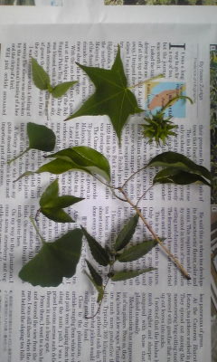 f:id:irishgreentea:20121018233931j:image:w360 f:id:irishgreentea:20121018233931j:image:w360