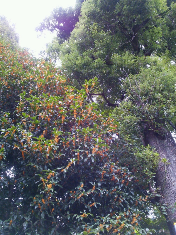 f:id:irishgreentea:20121018235732j:image:w640 f:id:irishgreentea:20121018235732j:image:w640