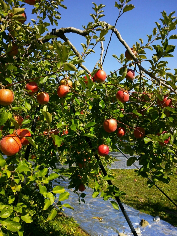 f:id:irishgreentea:20121024001344j:image:w640 f:id:irishgreentea:20121024001344j:image:w640