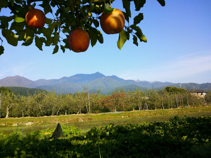 f:id:irishgreentea:20121024001616j:image:w640 f:id:irishgreentea:20121024001616j:image:w640